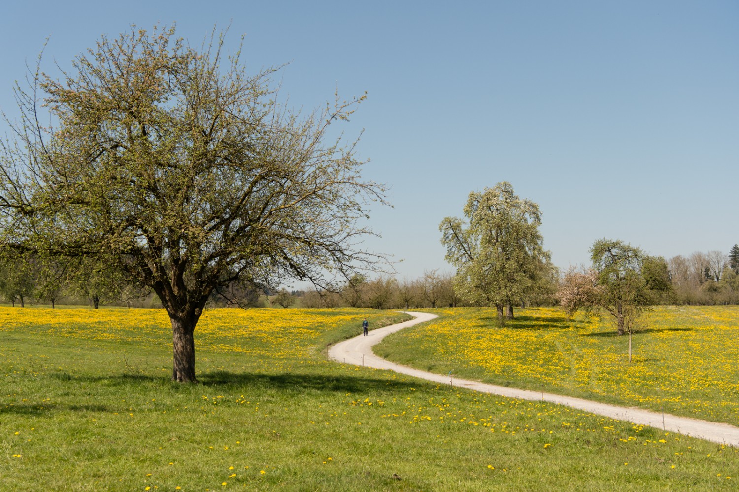 Farbiger Frühling zwischen Esserswil und Roggwil. Bild: Raja Läubli