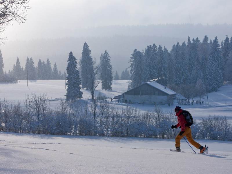 On traverse une région de pâturages sur de douces collines et par des chemins de forêt parfois sinueux. Photo: Jura Tourisme