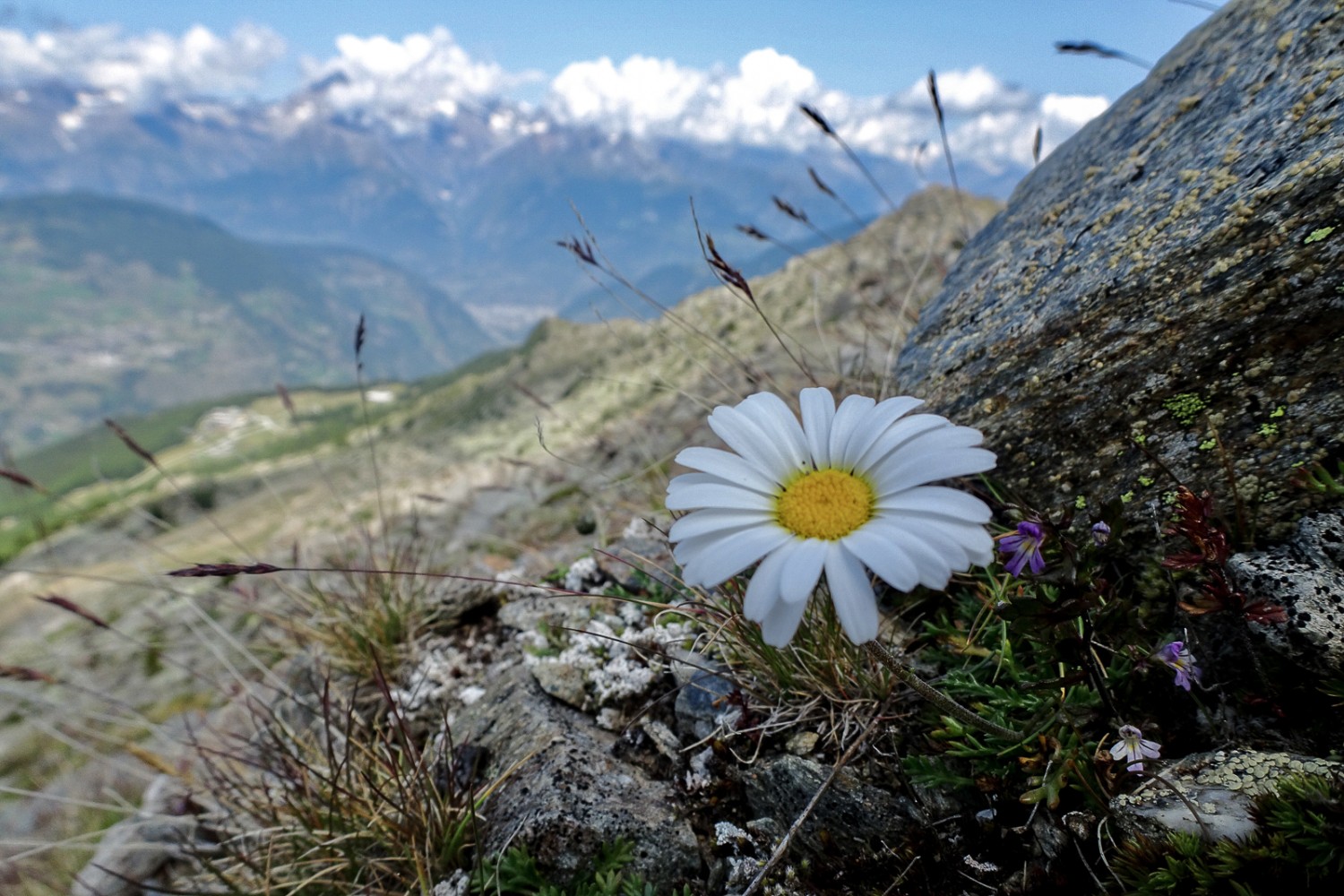 Des fleurs embellissent le parcours jusqu’au sommet. Photo : Pascal Bourquin