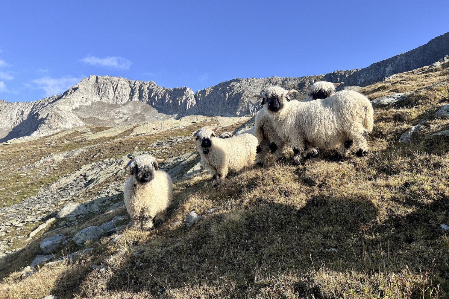 Troupeau de moutons nez noir. Photo: Pascal Bourquin