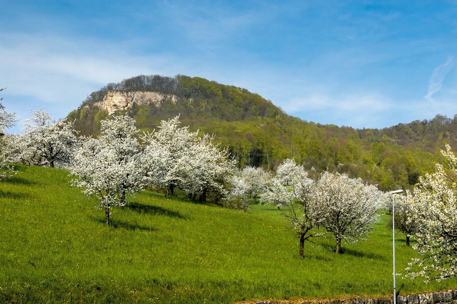A l’époque des cerisiers en fleurs, cette région de la campagne bâloise est très belle. En arrière-plan, la Sissacherflue nous regarde de haut. Photo: Paul Menz