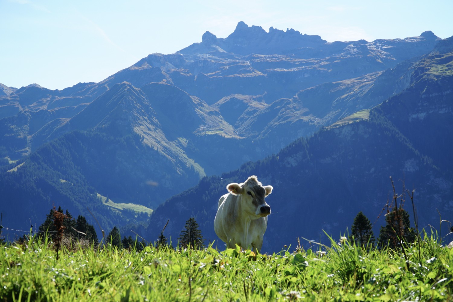 Une vache devant le Charenstock: plusieurs exploitations alpestres sont situées le long du parcours. Photo: Mia Hofmann