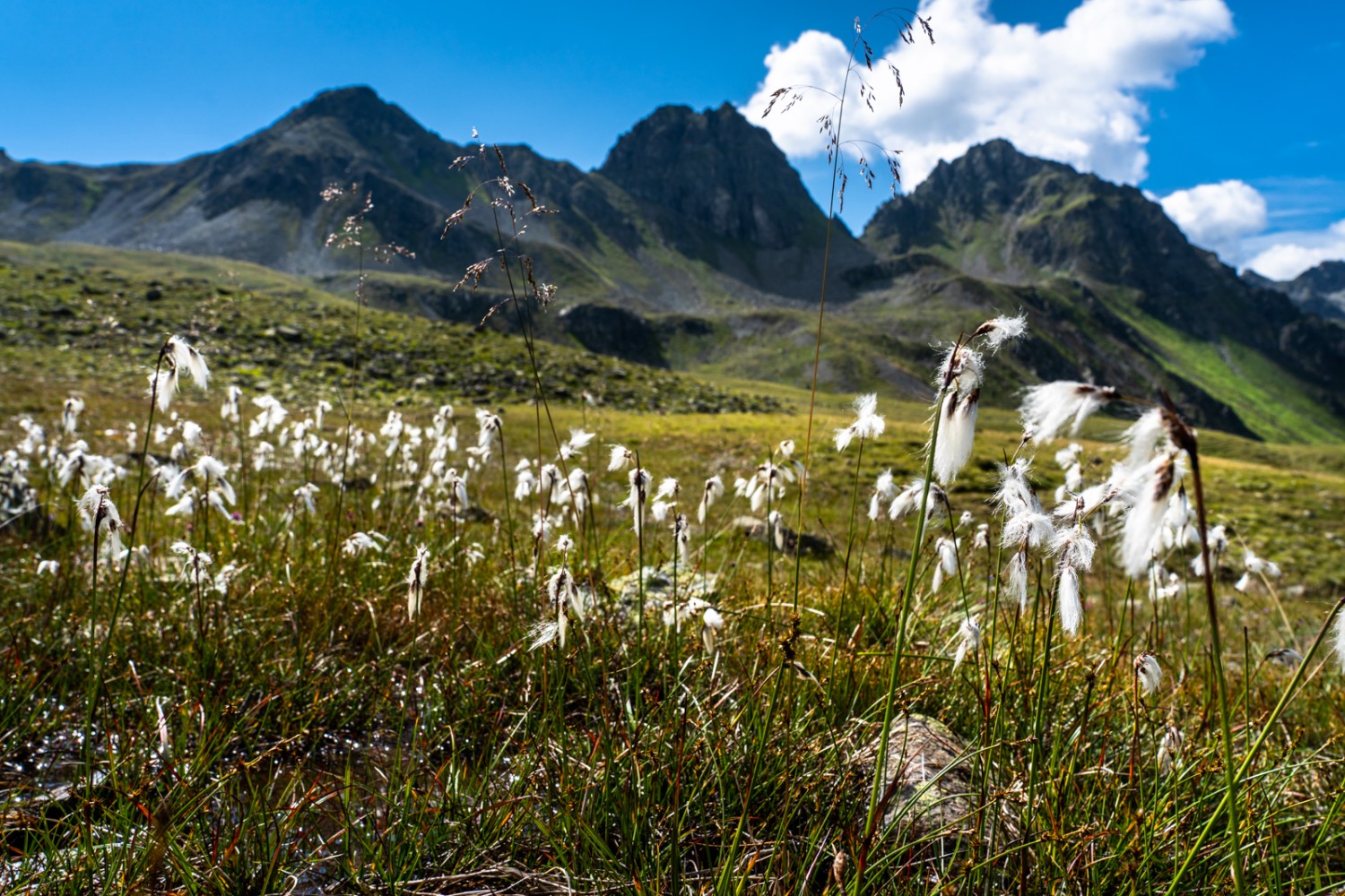 Des linaigrettes sur le Plasseggen. A l’arrière, la chaîne du Rotspitz.