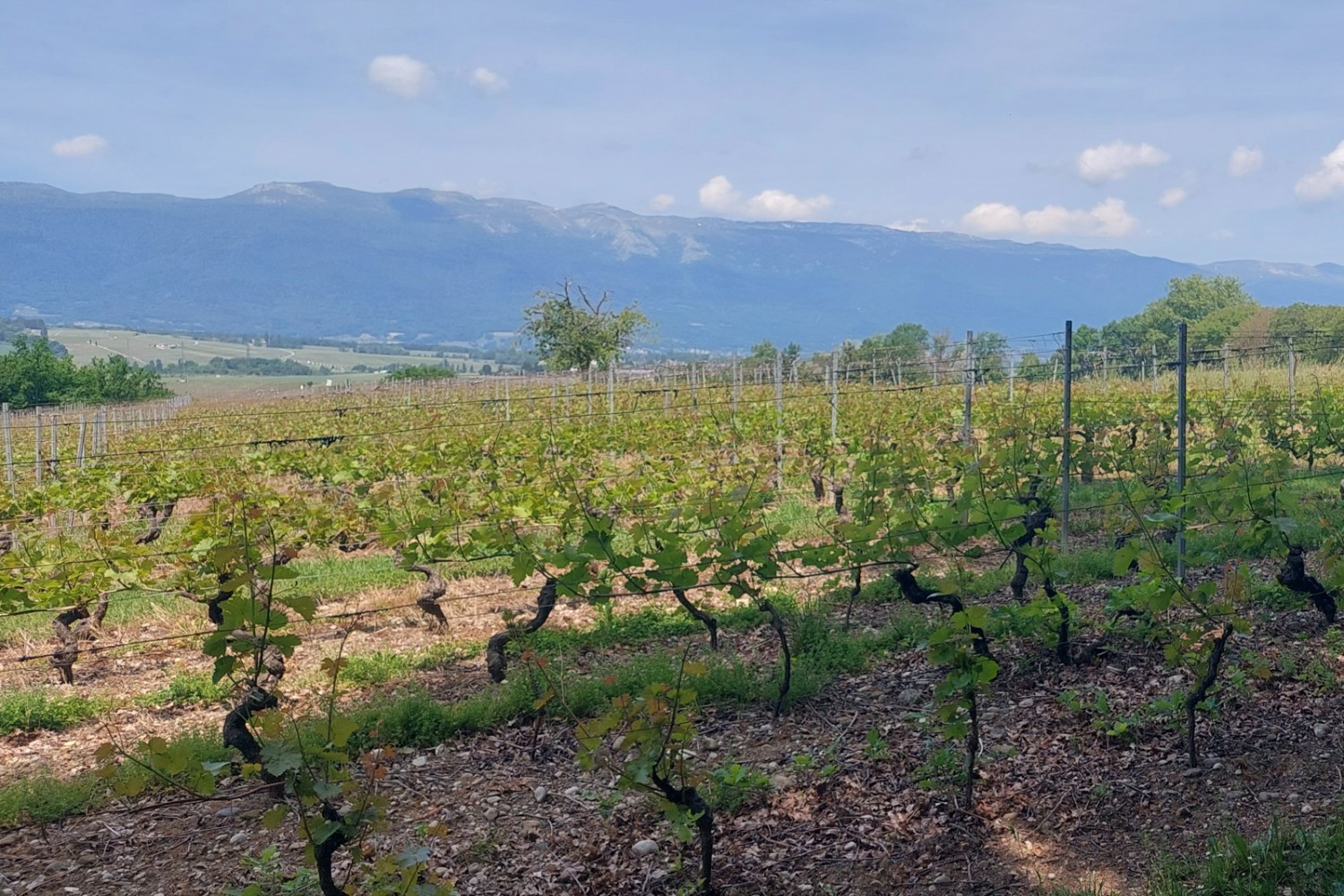 A Cartigny e ad Avully il sentiero costeggia le vigne. Foto: Tatjana Häuselmann