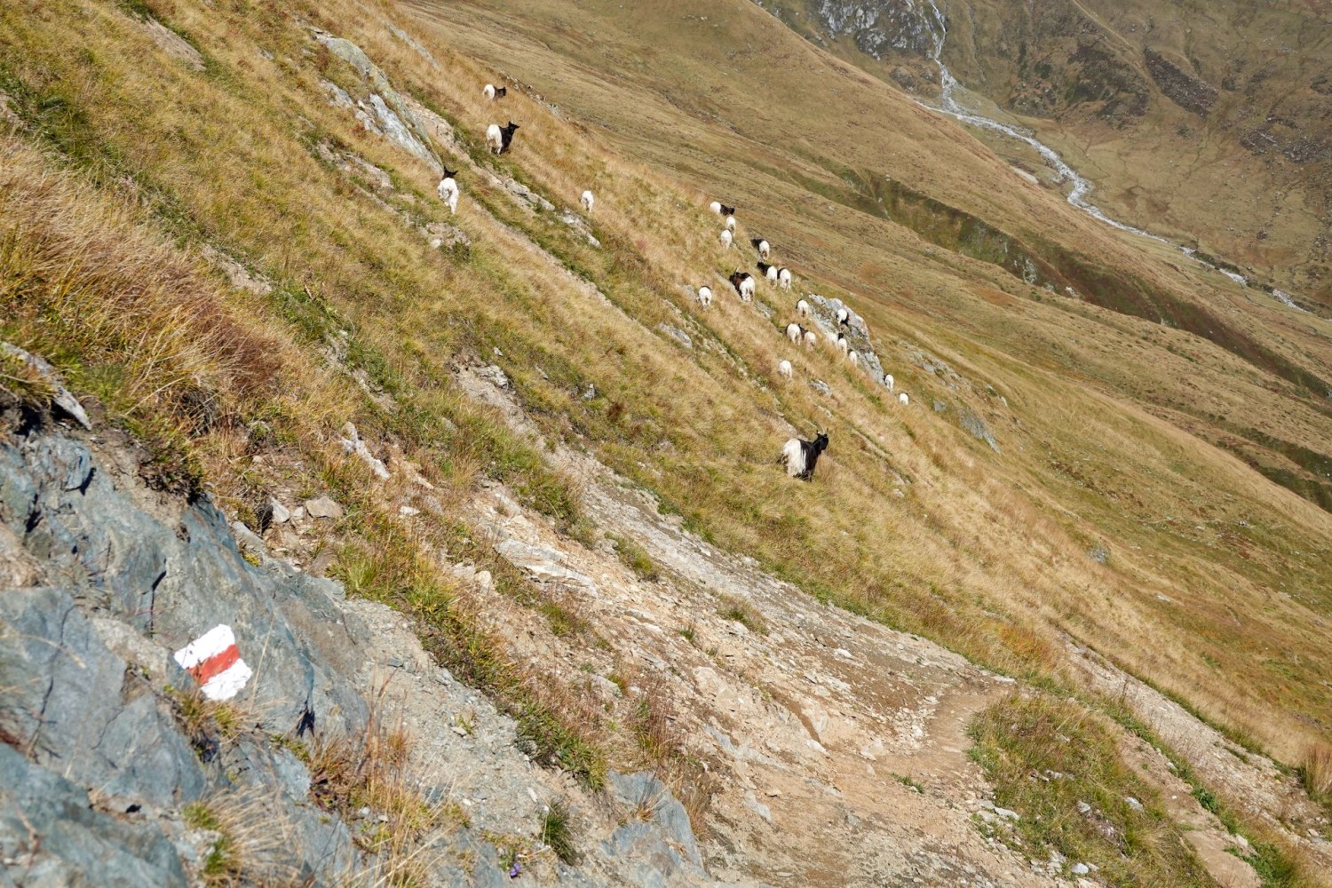 Con un po’ di fortuna durante l’escursione ci si imbatte in un gregge di capre vallesane dal collo nero, l’animale araldico che campeggia sullo stemma di Belalp.