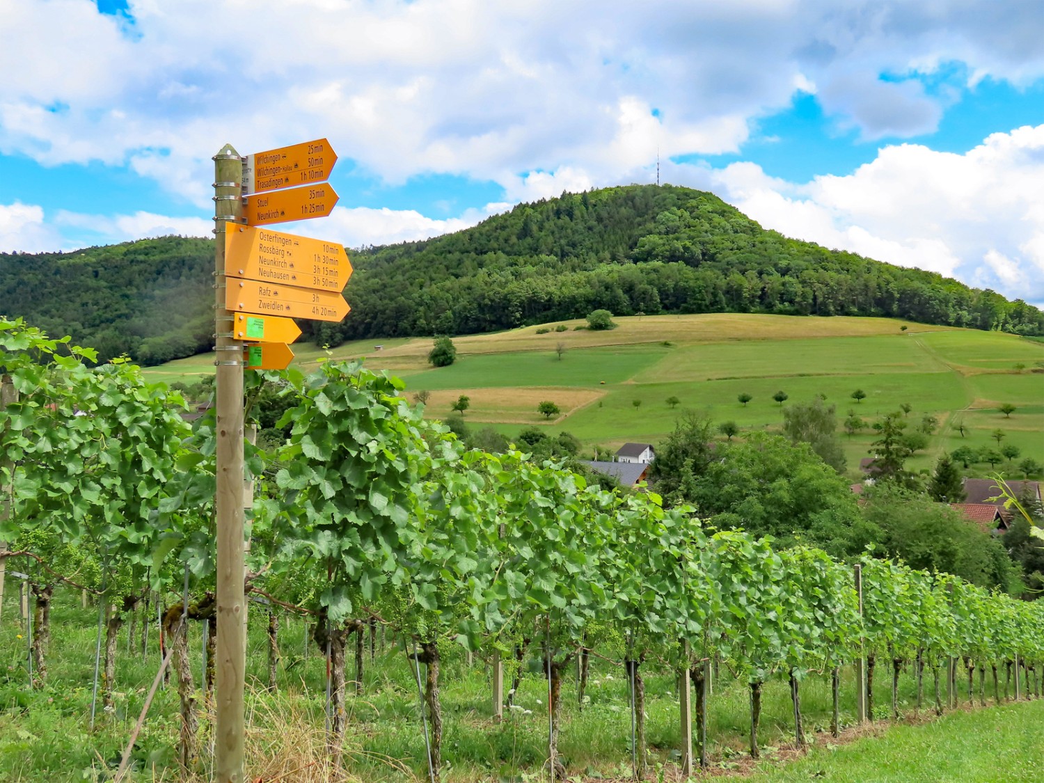 Le chemin monte vers le Spitz par des vignobles. Photo: Heinz Trachsler