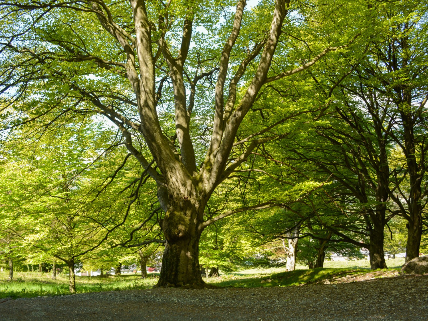 De vieux hêtres noueux invitent à flâner sur l’Allmend de Balzers. Photo: Werner Nef