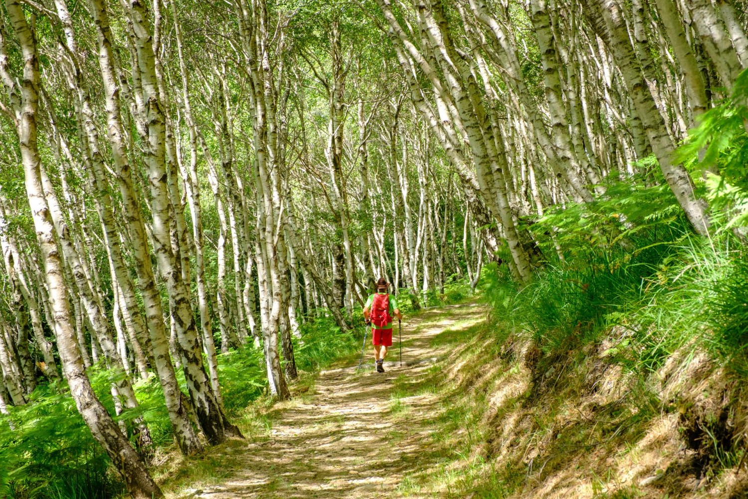 Sopra il Passo di Monte Faëta/Forcola si attraversa un bosco di betulle.