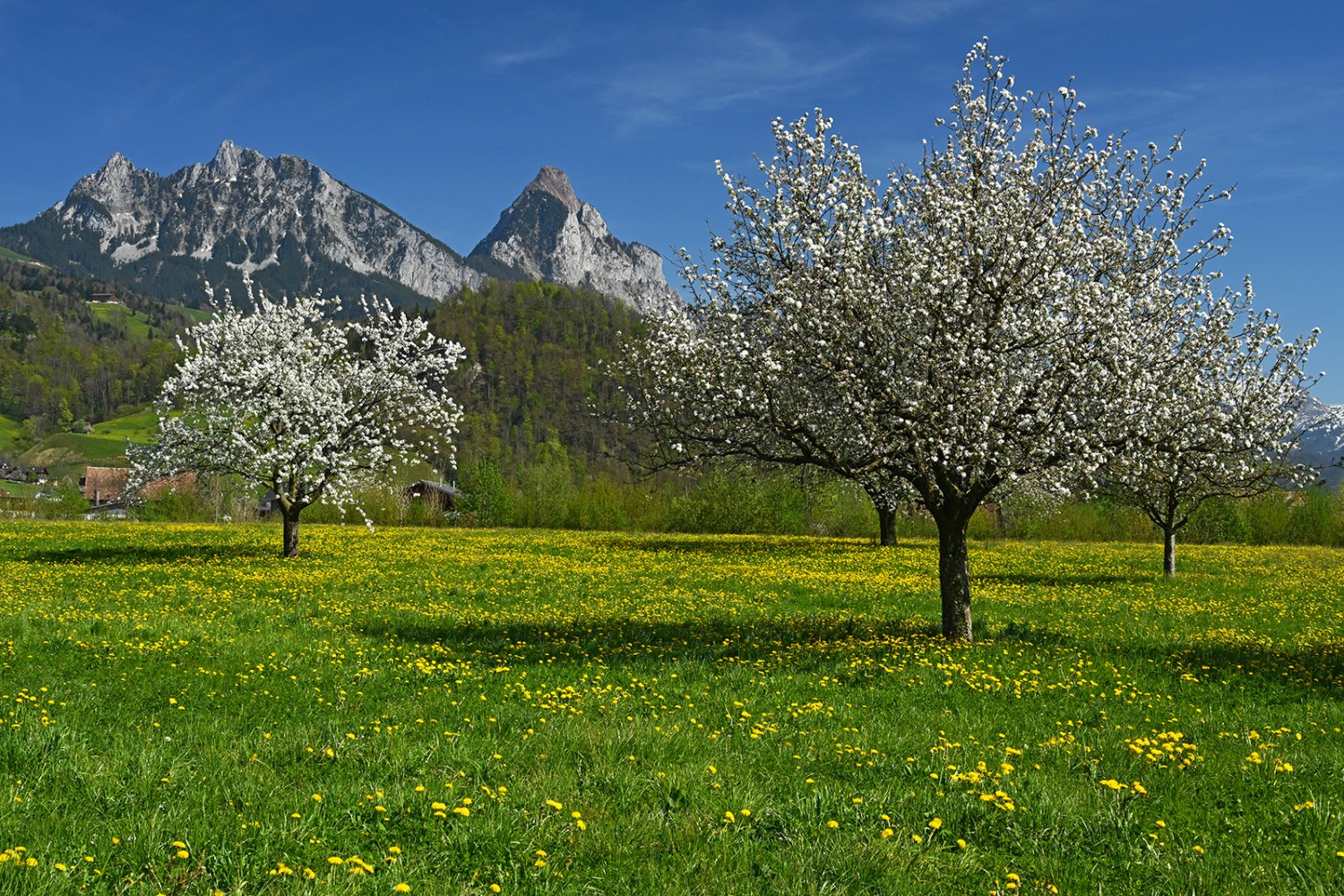 Des milliers de fleurs de cerisier au pied des Mythen.
Photos: natur-welten.ch