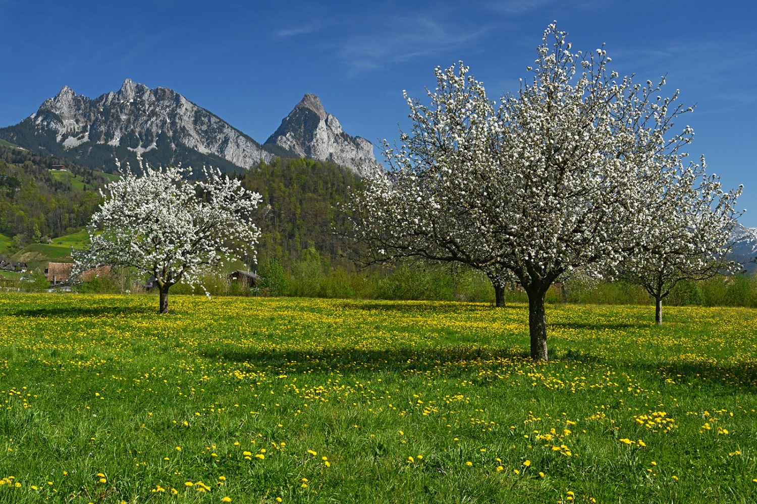 Des milliers de fleurs de cerisier au pied des Mythen.
Photos: natur-welten.ch