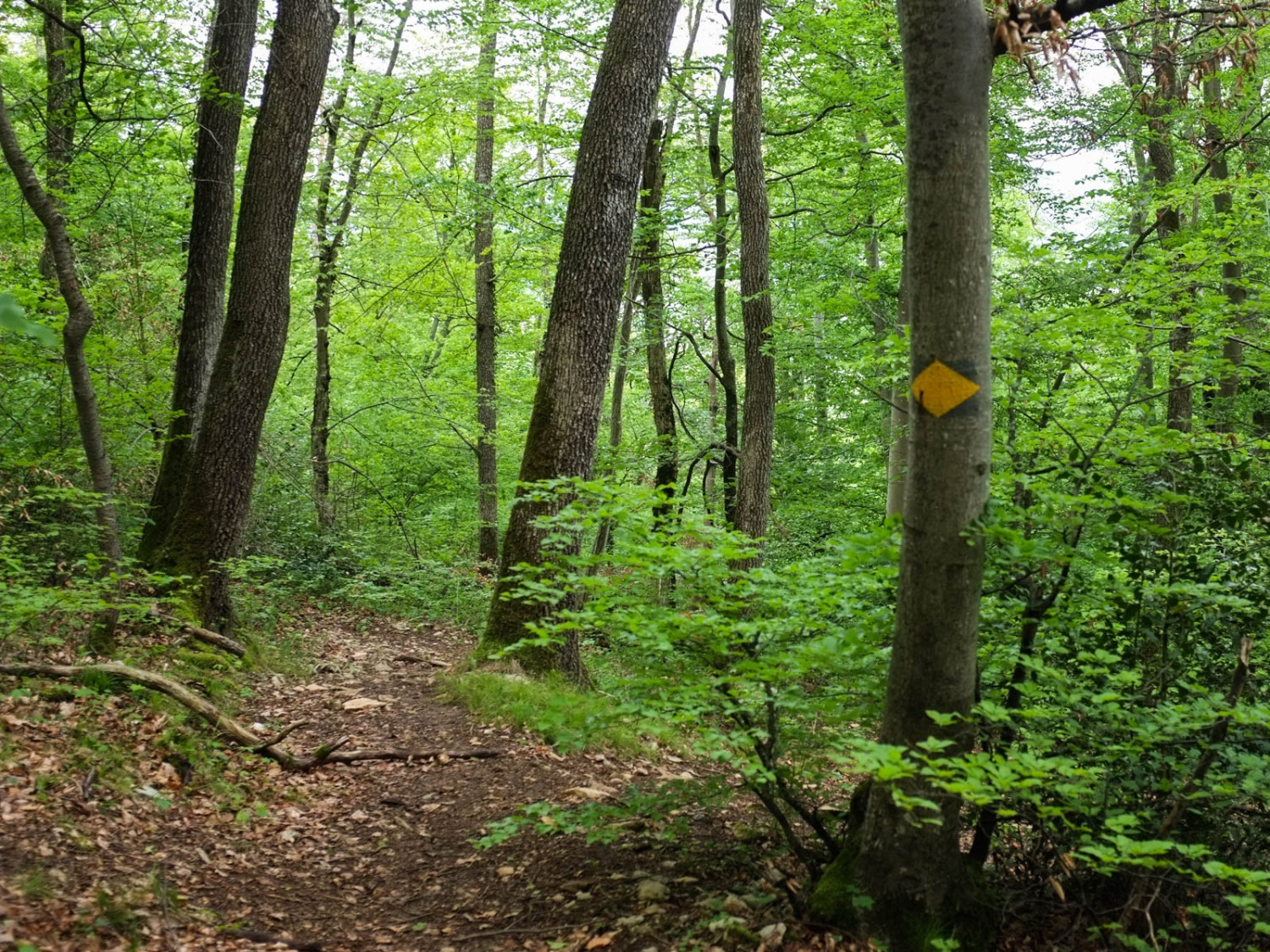 Un étroit sentier dans la réserve naturelle d’Ermitage-Chilchholz. Photo: Claudia Peter