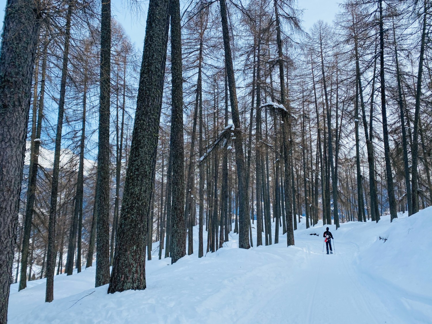 Une forêt en hiver dans la Léventine. Photo: Bellinzona e Valli Turismo