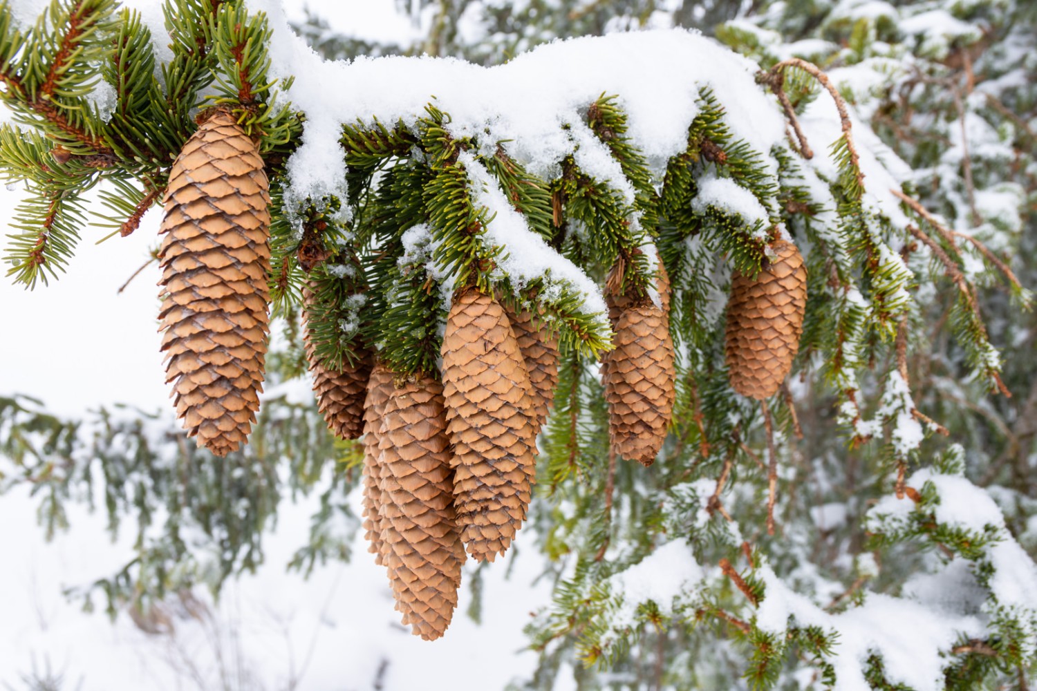 Une branche de sapin bien chargée. Photo: Franz Ulrich