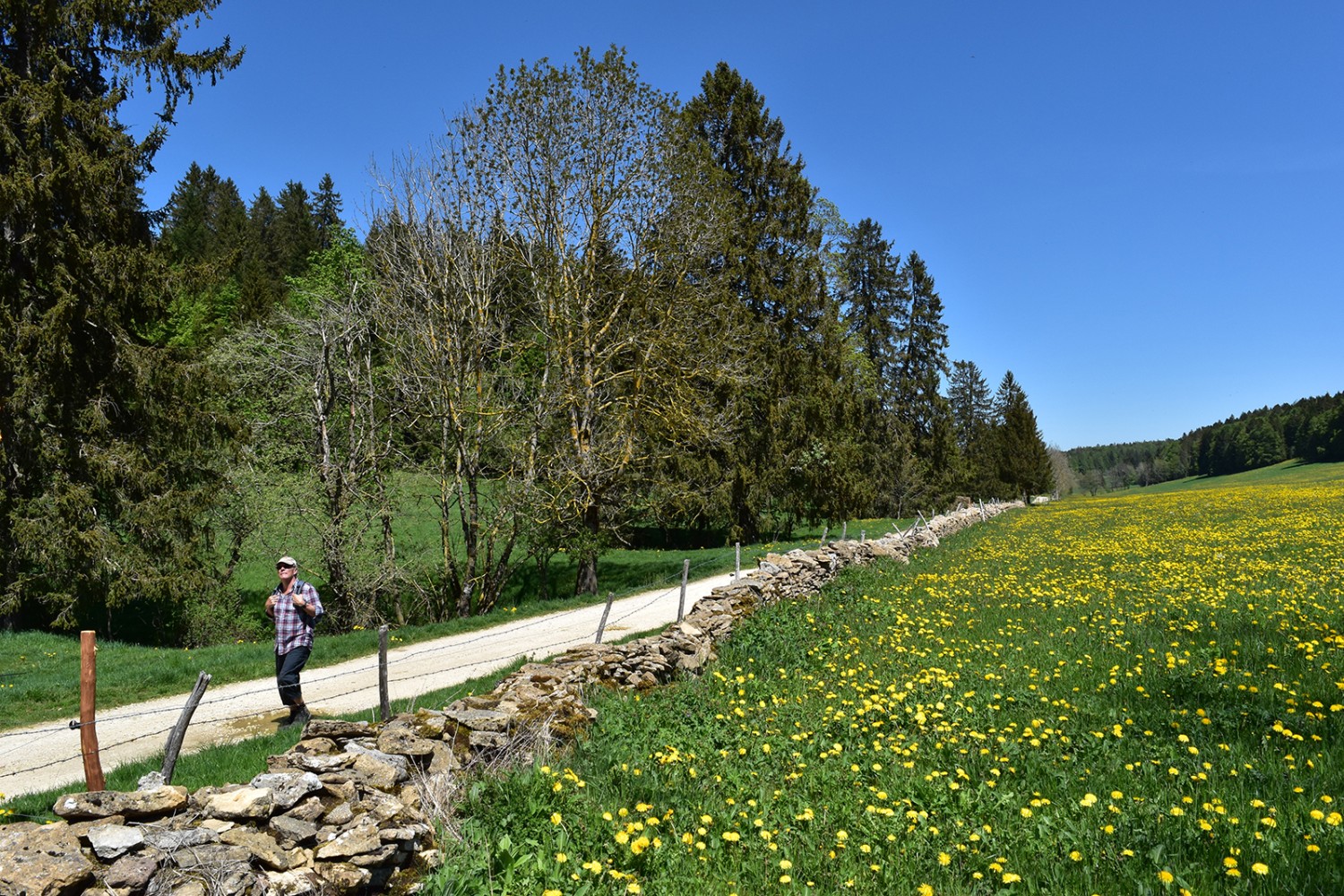 Passage paisible le long des murs en pierres sèches typiques du Jura. Photos: Nathalie Stöckli