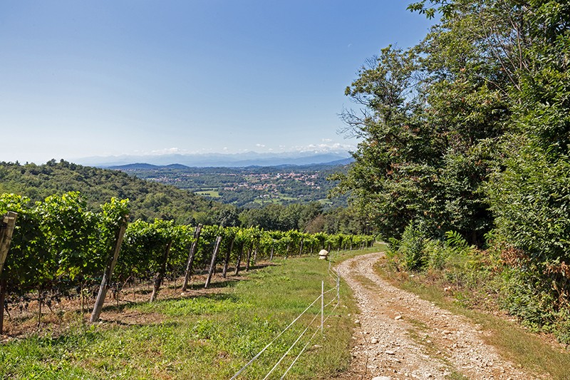 Le vignoble de Ca Nova, non loin de Moreggi. Photos: Daniel Fleuti