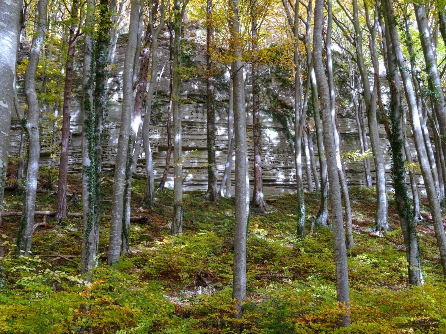 Sandsteinfelsen im Wald ob Gelterfingen.