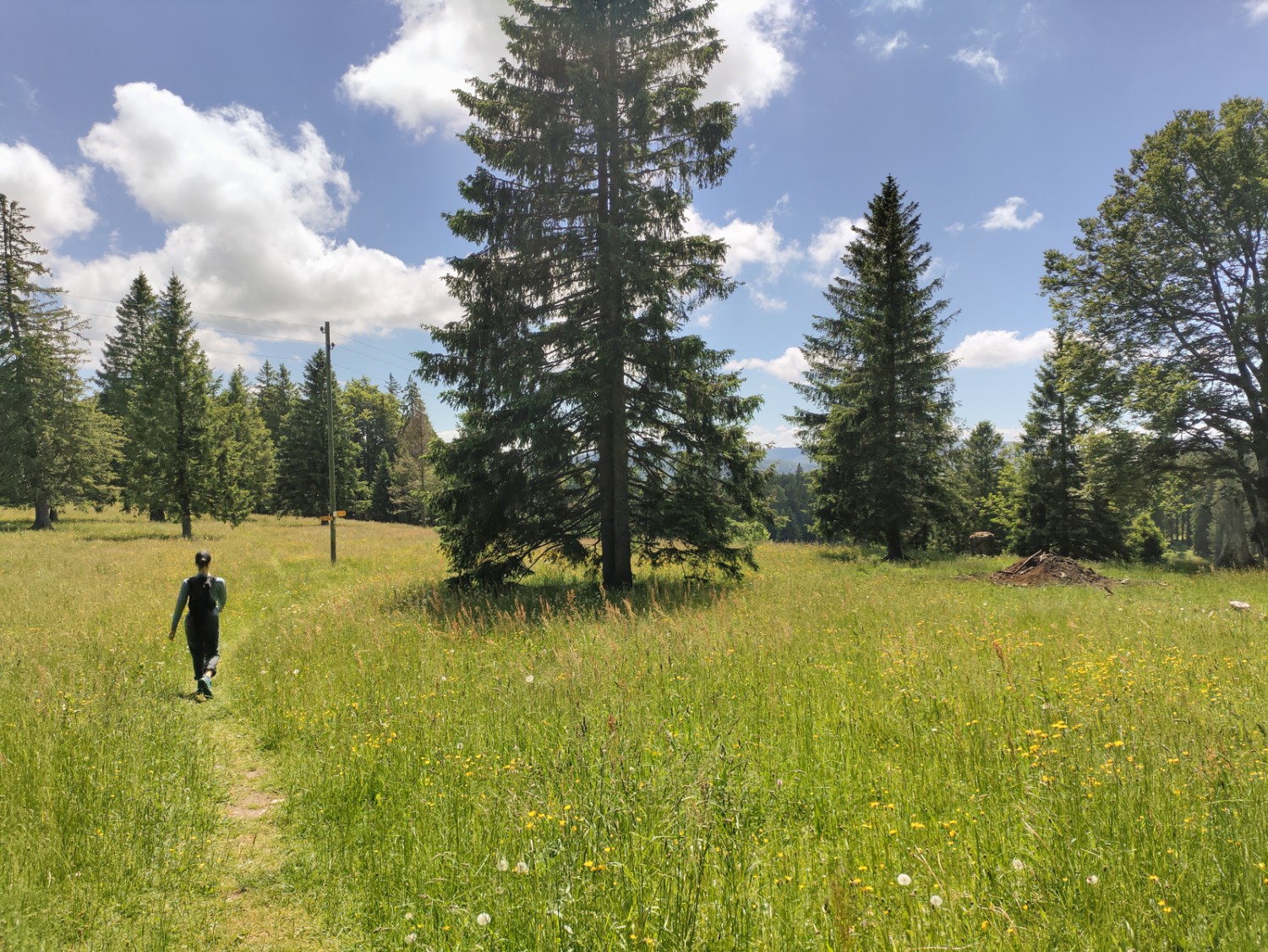 Typisch Jura: wandern über weite, offene Juraweiden im lichten Tannenwald. Bild: Michael Dubach