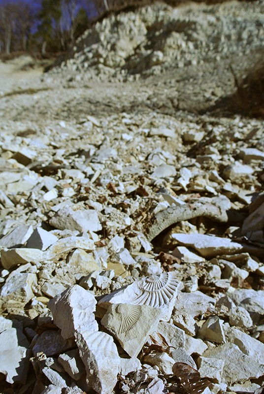 Avec un peu de chance et de persévérance, on trouvera de superbes fossiles à la Luckenhalde. Photo: Rémy Kappeler