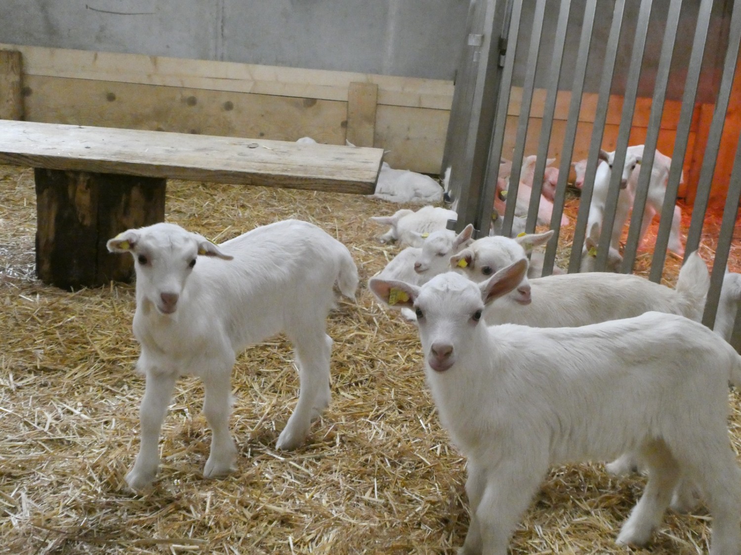 Grande attraction pour les enfants: la ferme Blüemlisberg et ses chèvres.