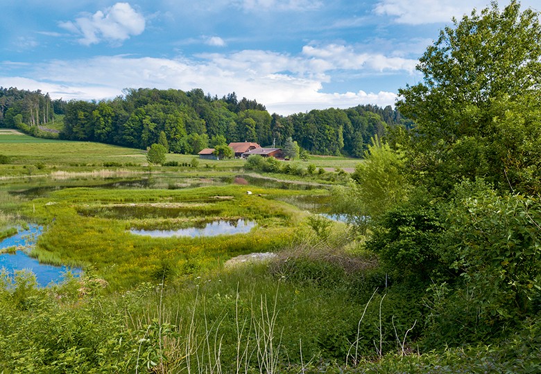 Un paradis pour la faune: la réserve naturelle d’Auried près de Laupen.