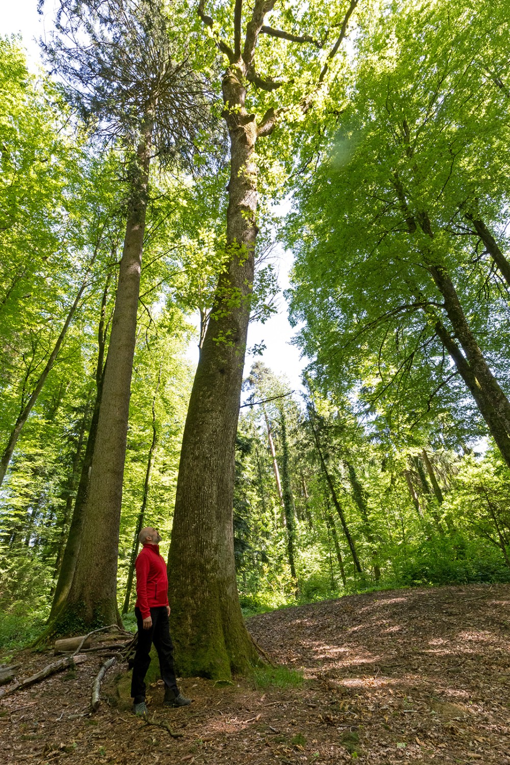 Le garde forestier Thomas Oberson près d’un gigantesque chêne de la forêt du Galm.