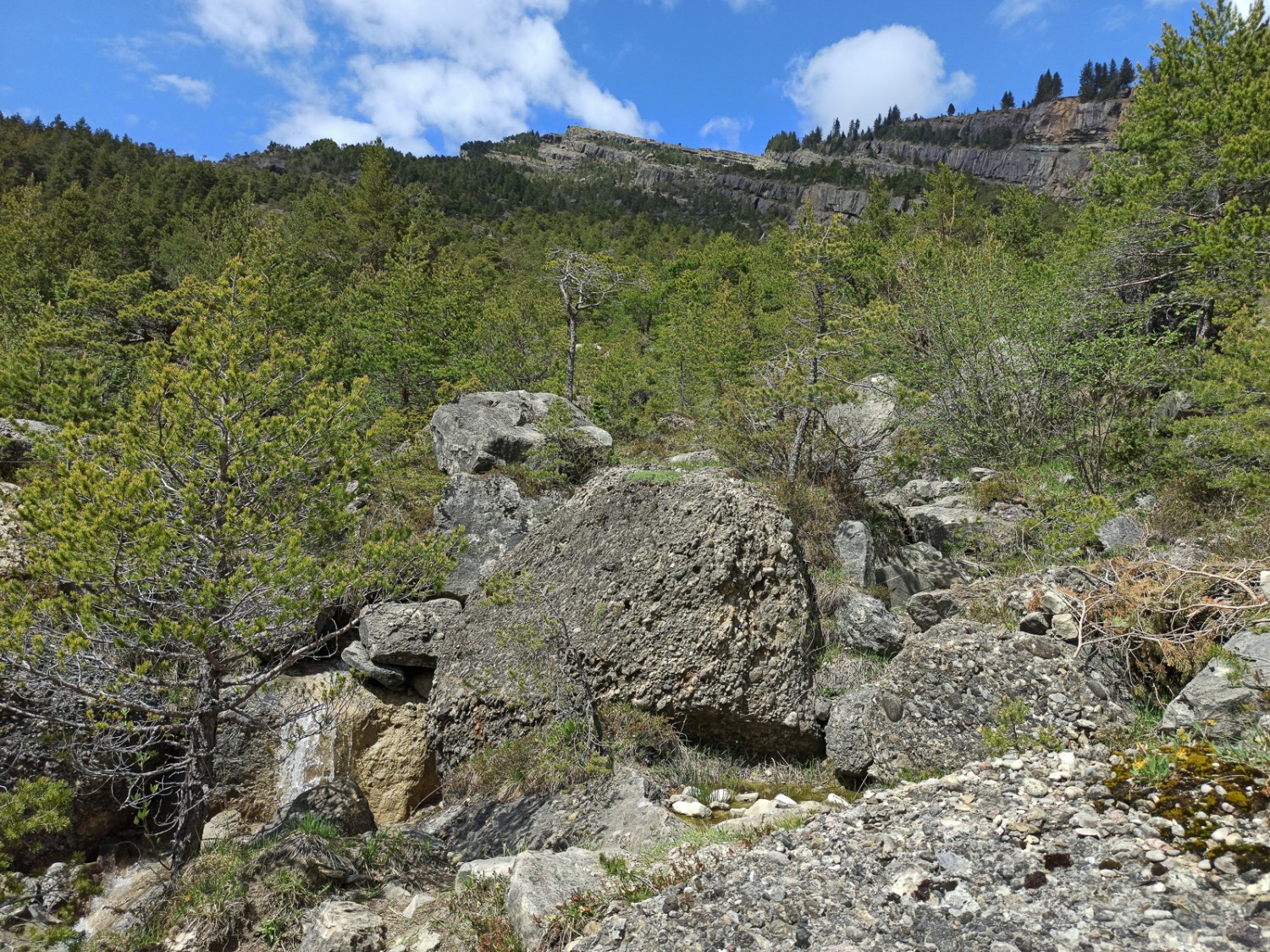 Jeune forêt primitive. Le niveau de développement de la forêt diffère selon l’altitude et la situation. Photo: Michael Dubach