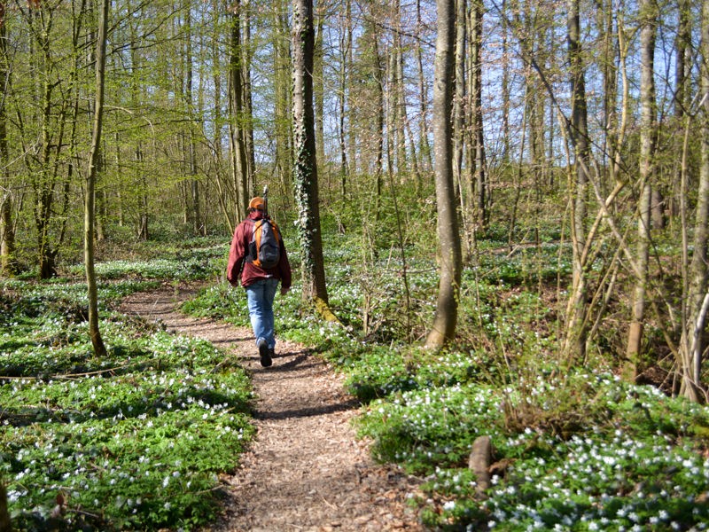 La randonnée mène à travers une fraîche forêt printanière. Photos: Werner Nef