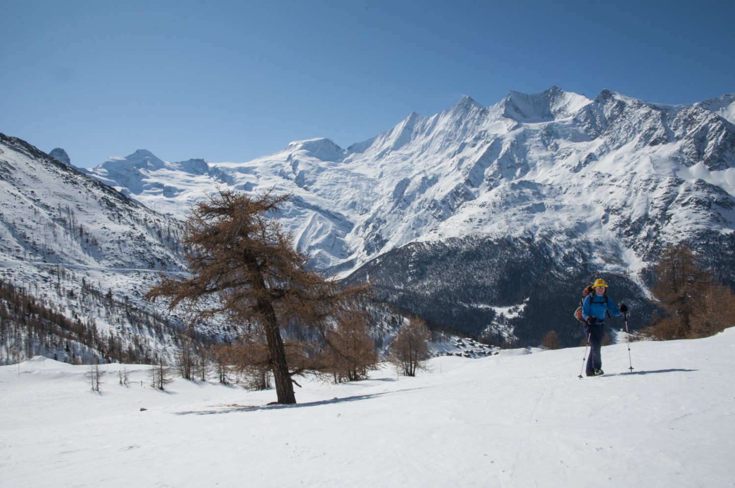 Un mélèze sur le Kreuzboden. A l’arrière, depuis la gauche, l’Allalin, l’Alphubel et le massif des Mischabels. Photo: Heinz Staffelbach 