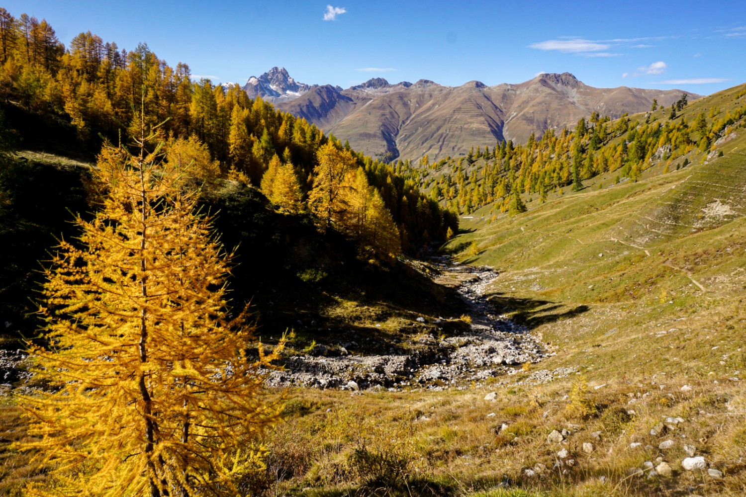 Les mélèzes qui se trouvent en altitude sont déjà plus flamboyants. Photo: Simon Guldimann