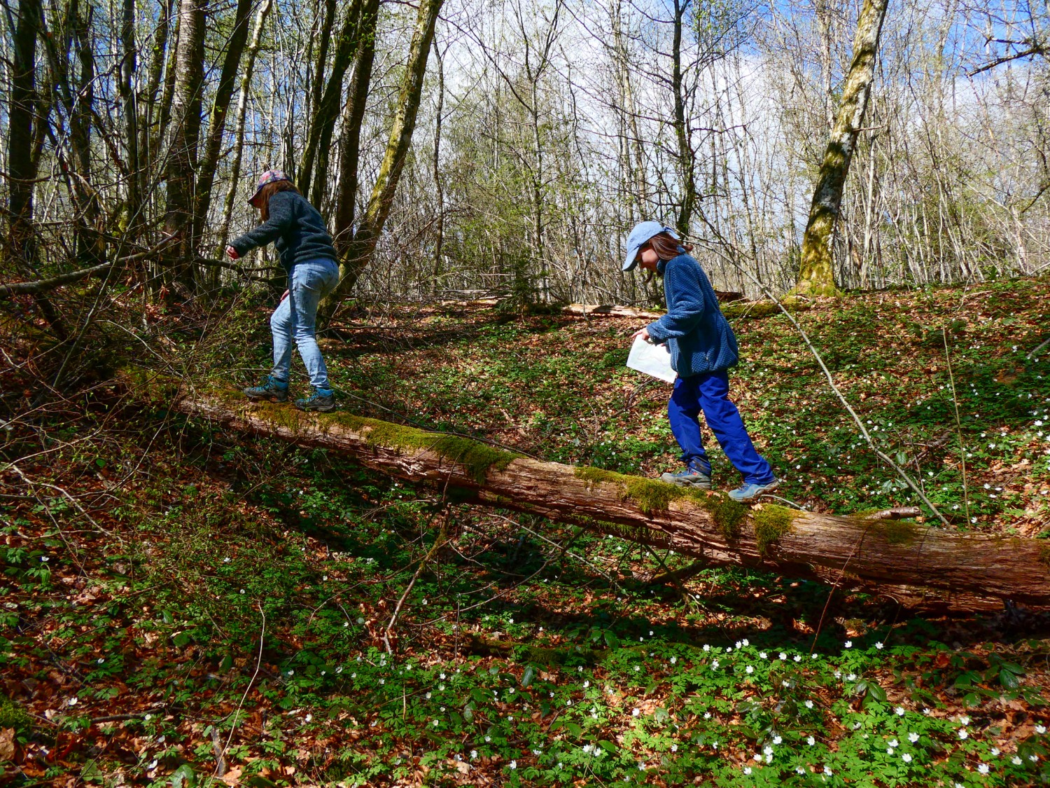 Traverser une doline en équilibre sur un arbre tombé. Photo: Rémy Kappeler