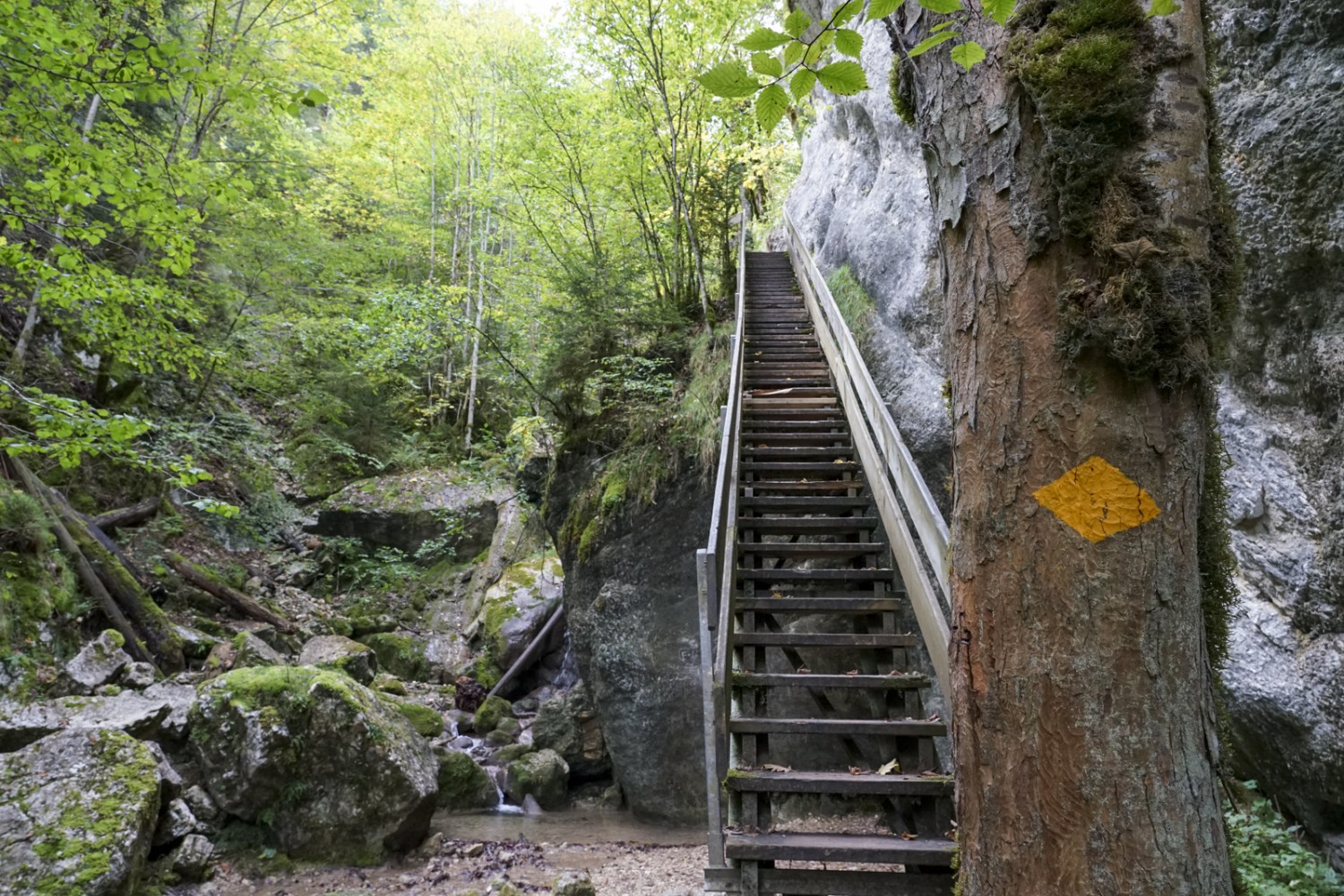 Le chemin de randonnée pédestre varié des gorges de Perrefitte est bien aménagé. Photo : Reto Wissmann