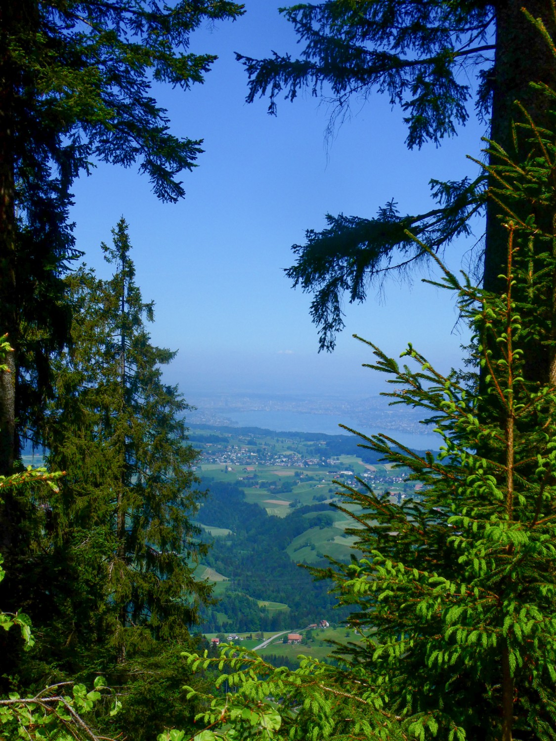 Rare vue du lac de Zurich depuis le chemin de crête. Photo: Rémy Kappeler