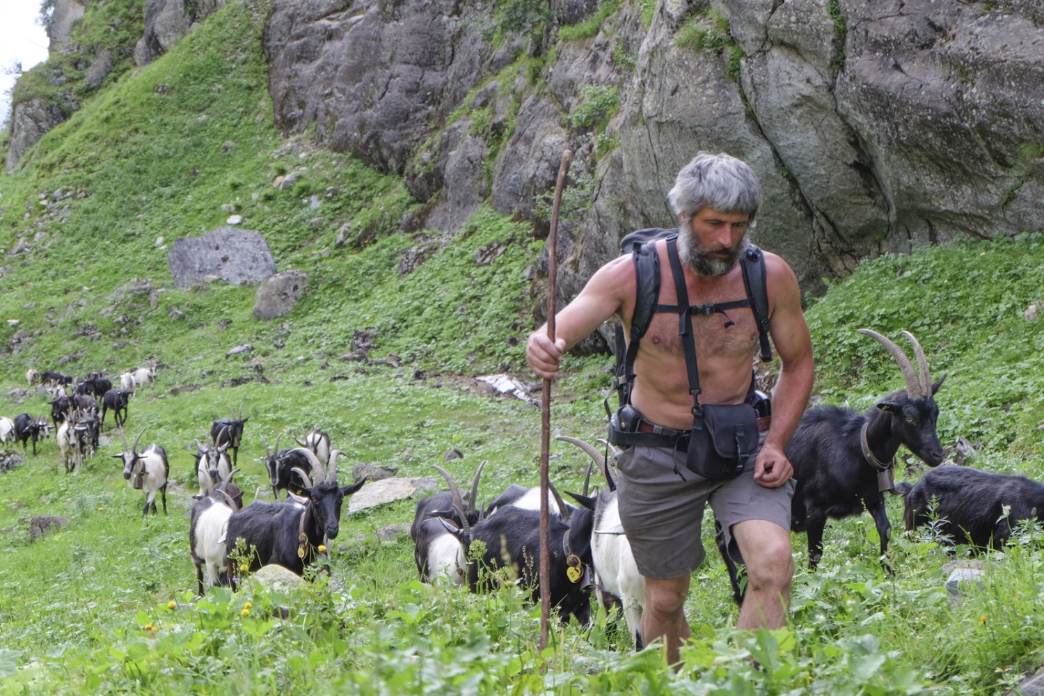 Felix, le berger, amène quotidiennement ses chèvres là où poussent de délicieuses herbes. Photo: Elsbeth Flüeler