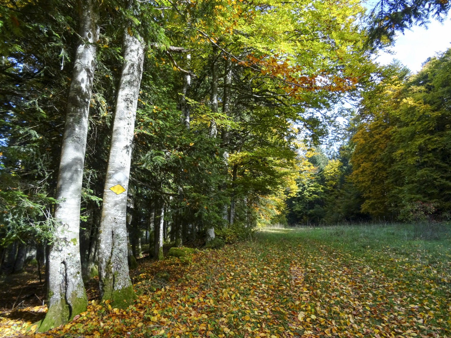 En automne, la forêt mixte offre un spectacle de couleurs. Bild: Sabine Joss