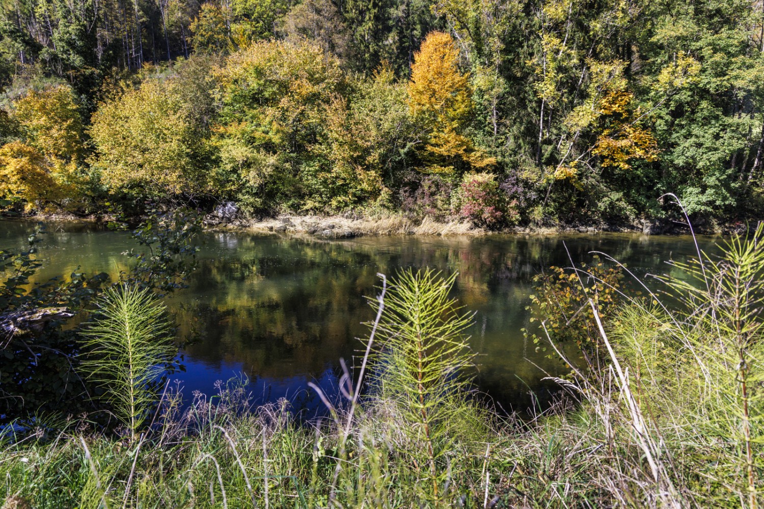 Les eaux paisibles du Doubs à La Boverie, juste après Soubey. Photo: Severin Nowacki