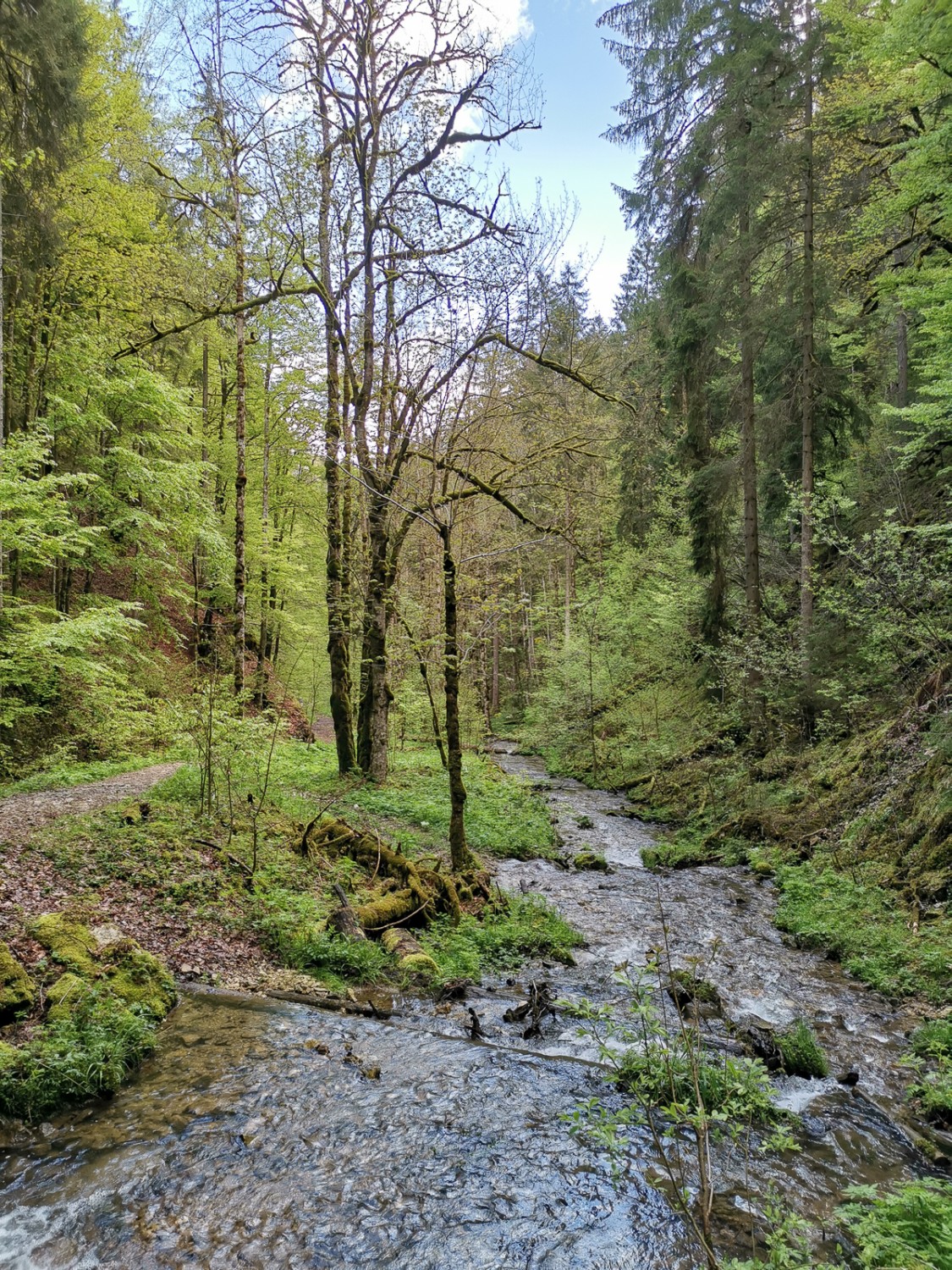 Gorge sauvage dans les Franches-Montagnes