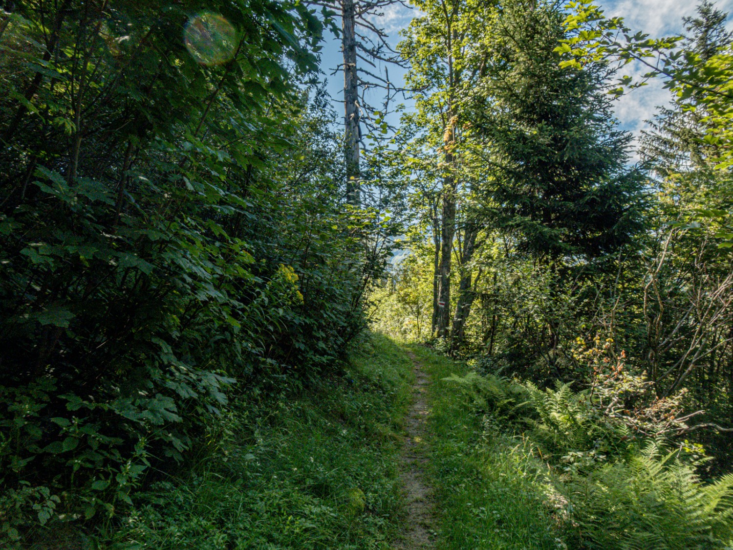 Heureusement, quelques tronçons traversent la forêt, au frais et à l’ombre. Photo: Vera In-Albon