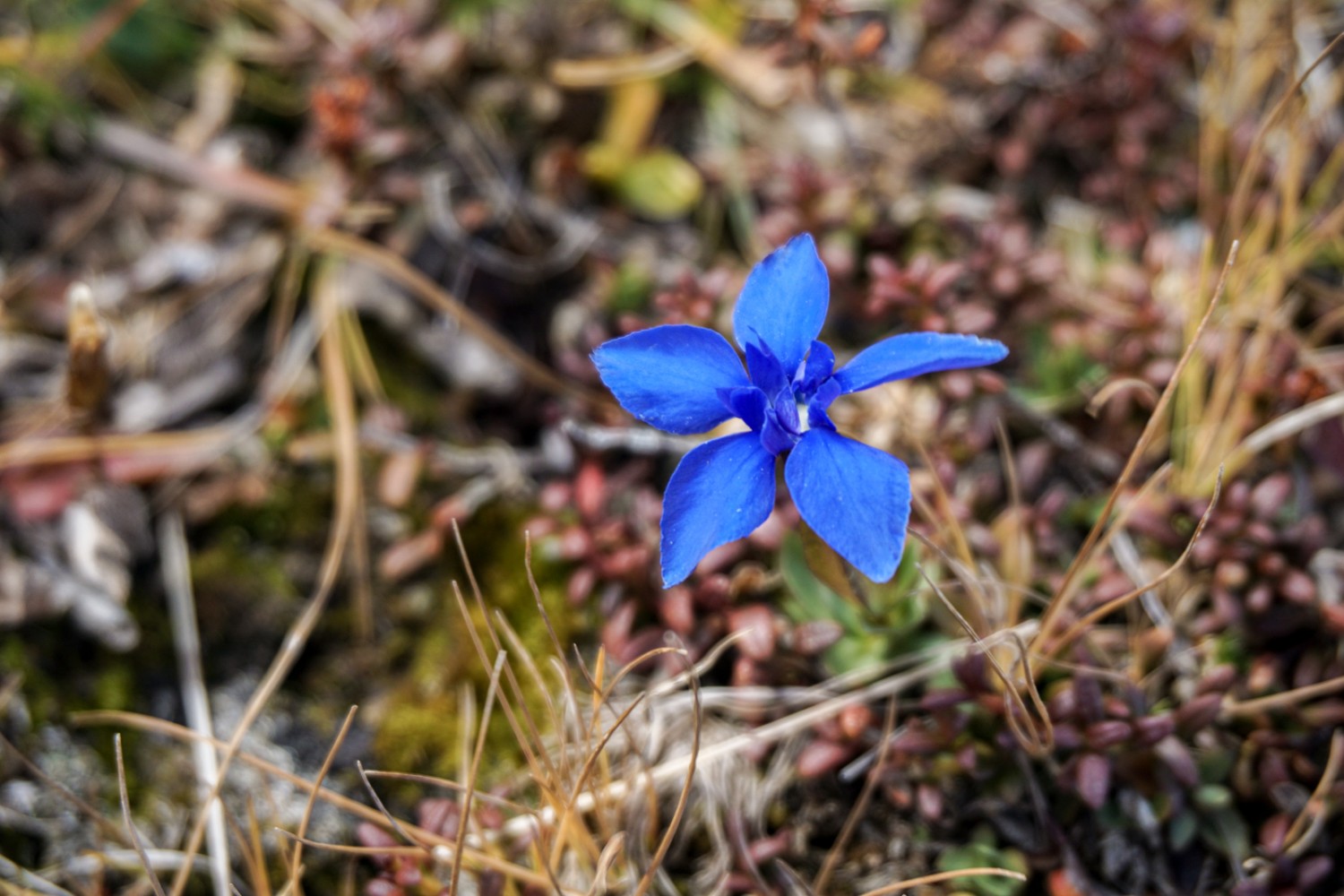 Quelques fleurs alpines poussent encore en altitude. Photo: Simon Guldimann