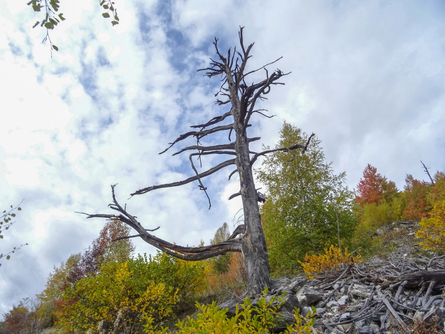 Tel une carcasse, un arbre brûlé en bordure de la zone d’incendie de forêt résiste à la décomposition. Photo: Sabine Joss