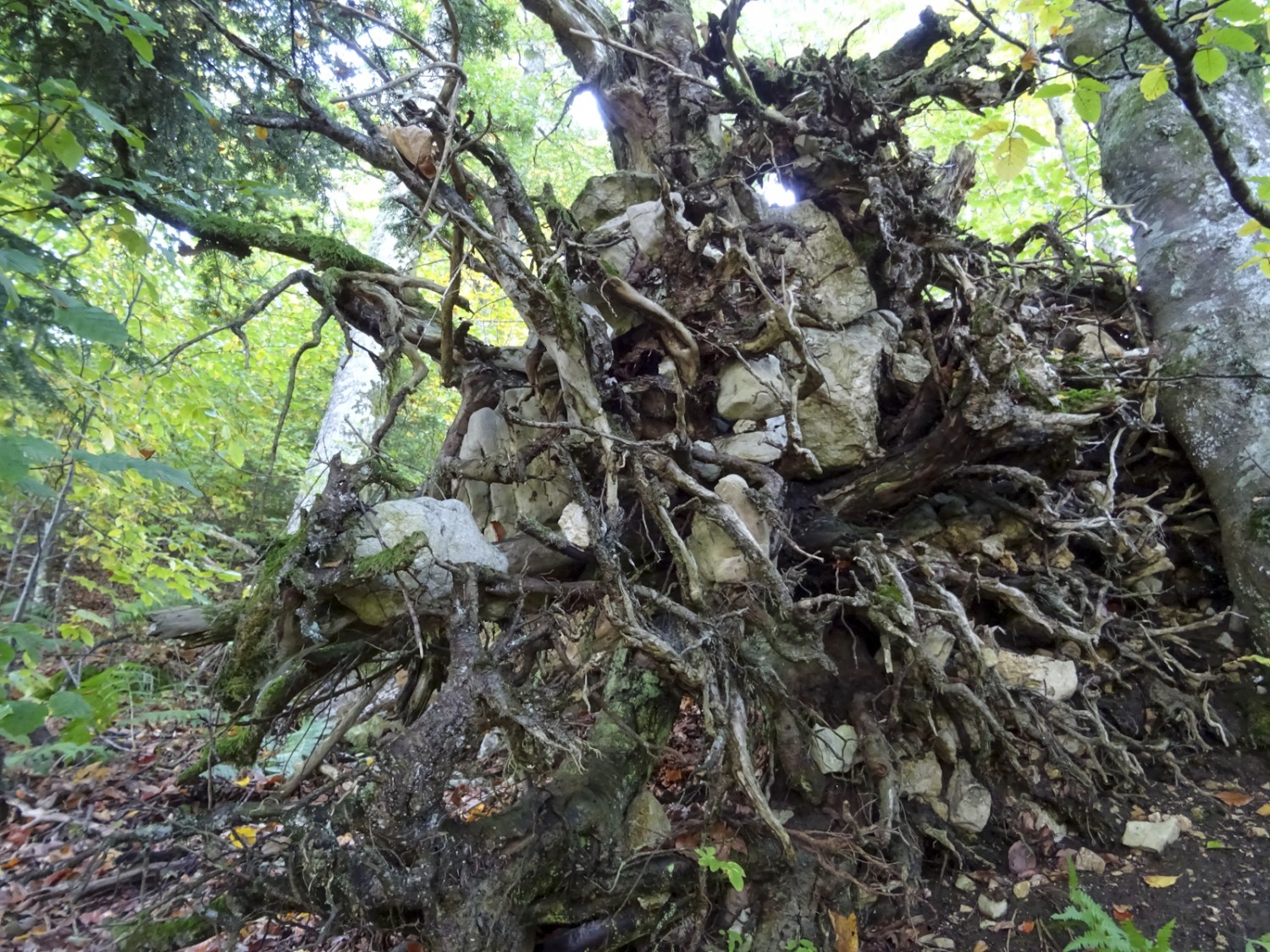 L’assiette racinaire montre que l’arbre renversé n’était ancré que superficiellement. Bild: Sabine Joss