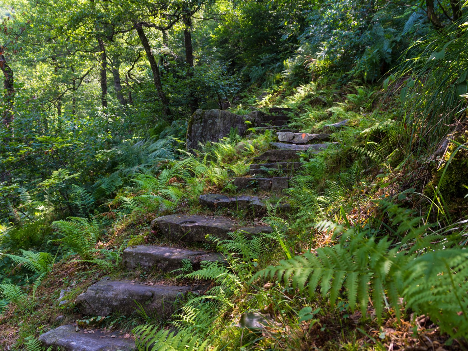 Flore munificente sur l’envers de la vallée: on se croirait dans la forêt vierge! Photo: Franz Ulrich