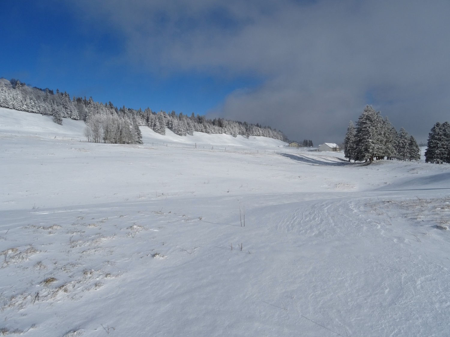 Die Hochebene des Grenchenbergs ist oft von Winden abgeblasen. Bild: Sabine Joss