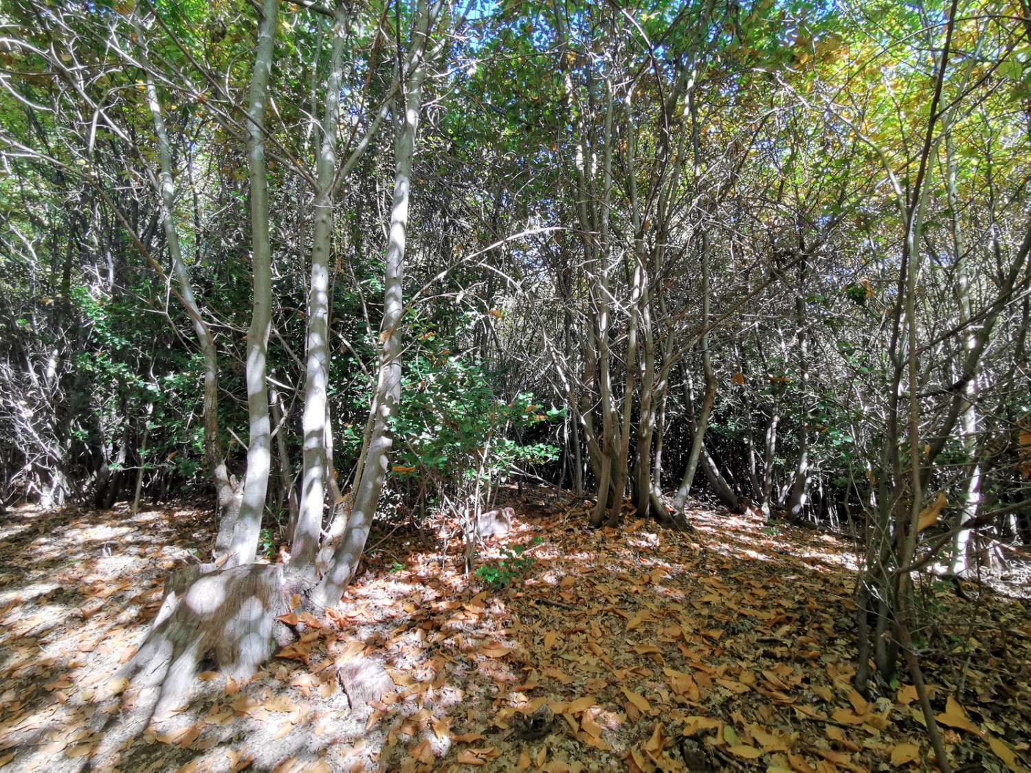 Certaines châtaigneraies sont cultivées pour leur bois. Elles sont reconnaissables à la présence de nombreuses souches. Photo: Andreas Staeger