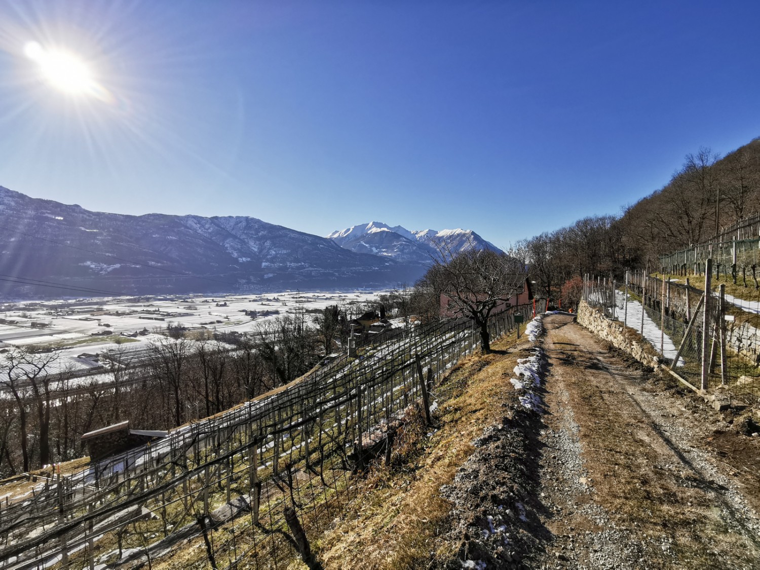 De longues rangées de pieds de vigne au-dessous de Piancalardo. Photo : Andreas Staeger