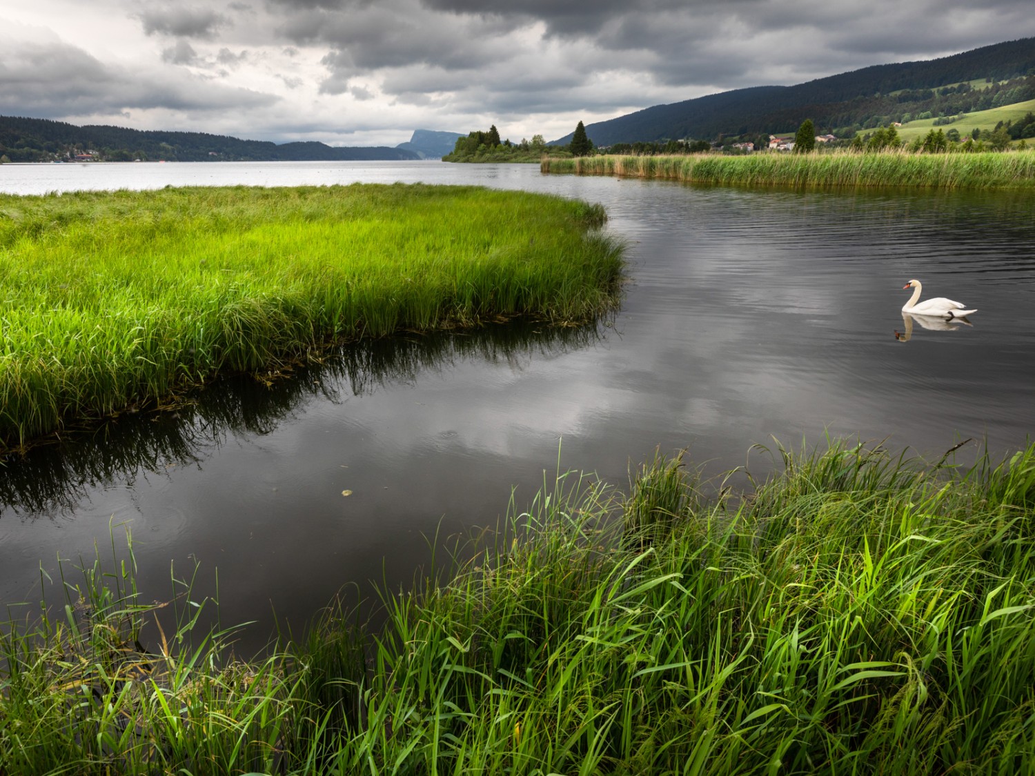 Les oiseaux aquatiques profitent également de la tranquillité du lac. Photo: Severin Nowacki