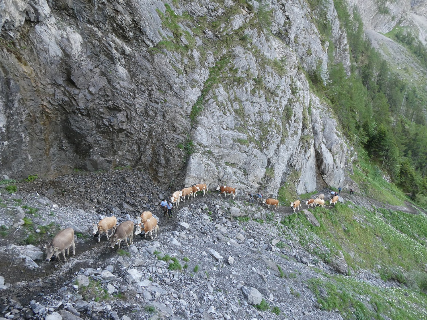 Deux fois par an, les randonneurs partagent le chemin avec les vaches. Photos: Rémy Kappeler