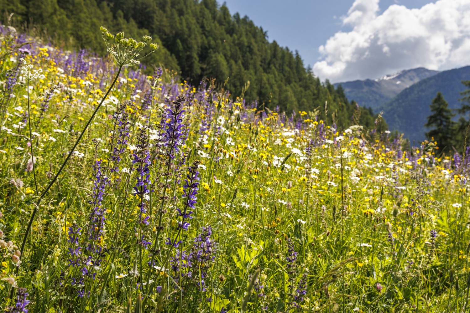 La floraison printanière dans le Val Müstair est brève mais intense.
Photo: Severin Nowacki