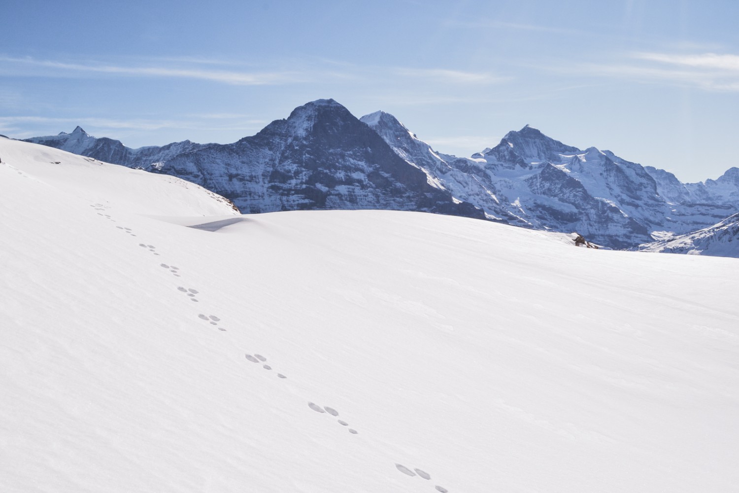 Les traces d’un lièvre dans la neige devant l’Eiger, le Mönch et la Jungfrau. Photo: Sabine Joss