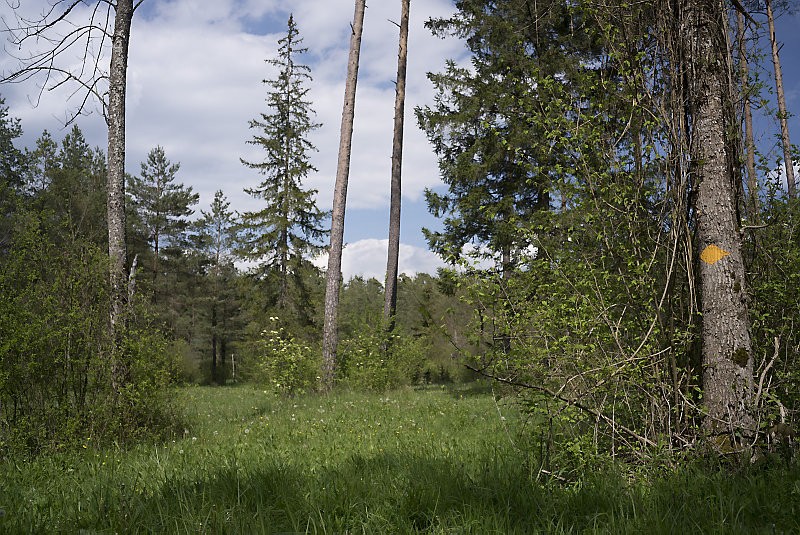 Les anciens pâturages forestiers sont aujourd’hui fauchés. Photos: Severin Nowacki