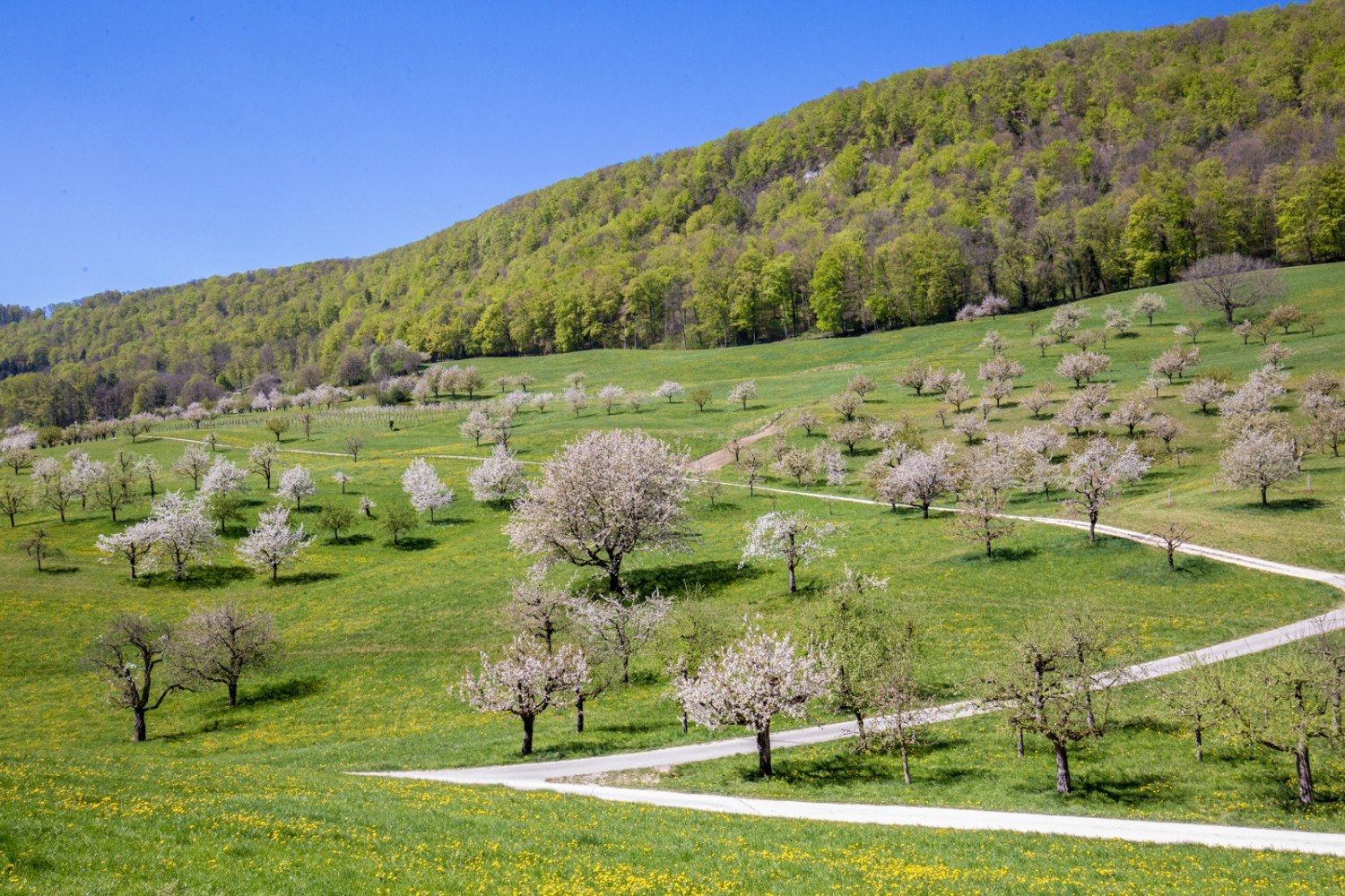 Avant Büren (SO), le paysage change. Les cerisiers en fleur caractérisent la région. Photo: Daniel Fleuti